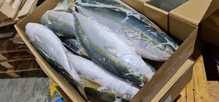 Cá Cam Nhật - Thực Phẩm Gia Anh - Gia Anh Foods (GAF Vietnam)